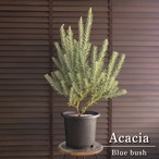 アカシア ブルーブッシュ 8号 Acacia Blue bush オージープランツ 庭木 植木 1017BK1