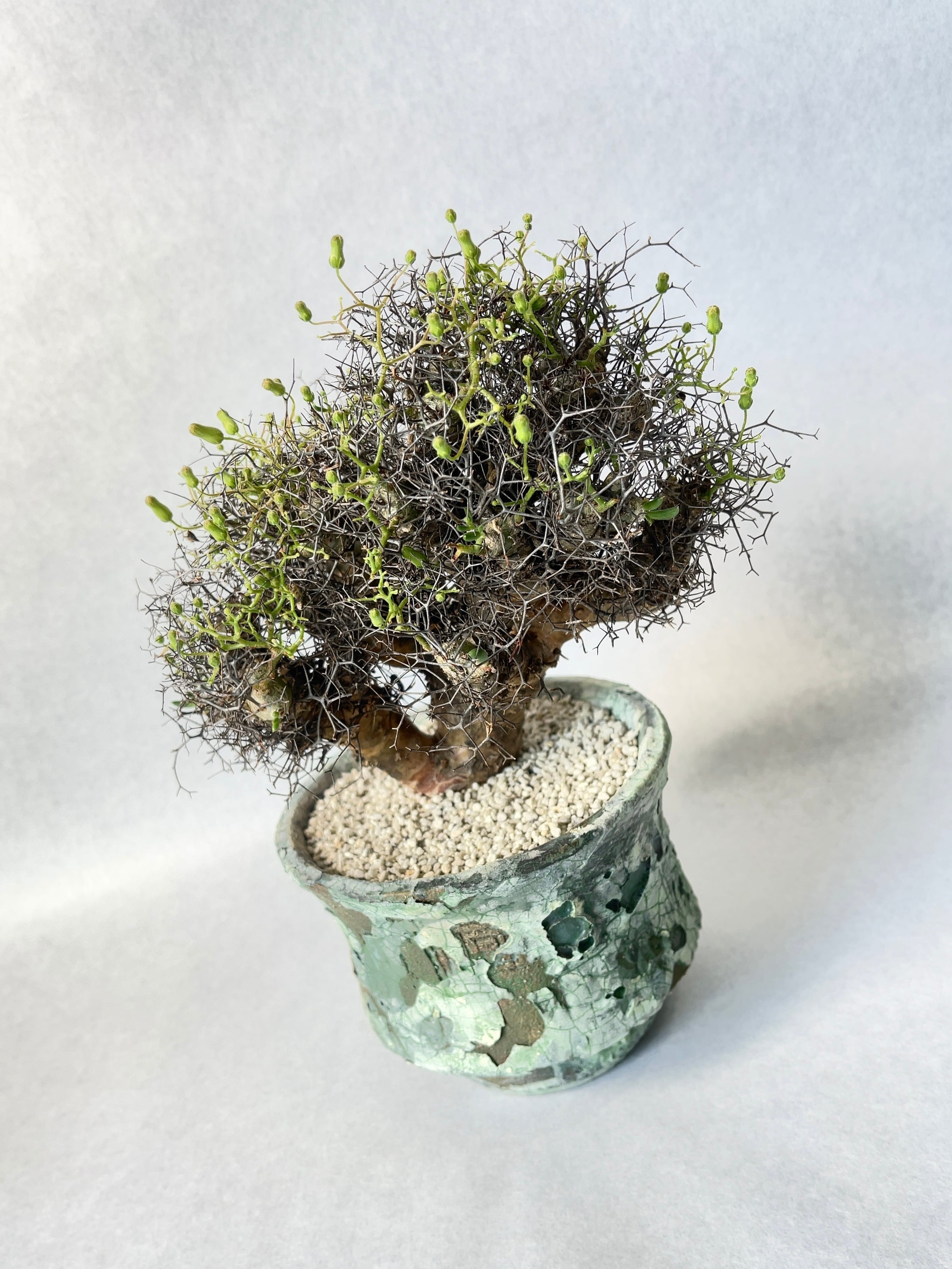 チレコドン　万物想　5-938 チレコドン レティキュラーツス 