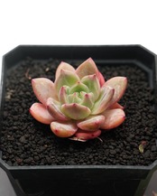 発根済カット苗 シャンペーン Echeveria 'Champagne'
