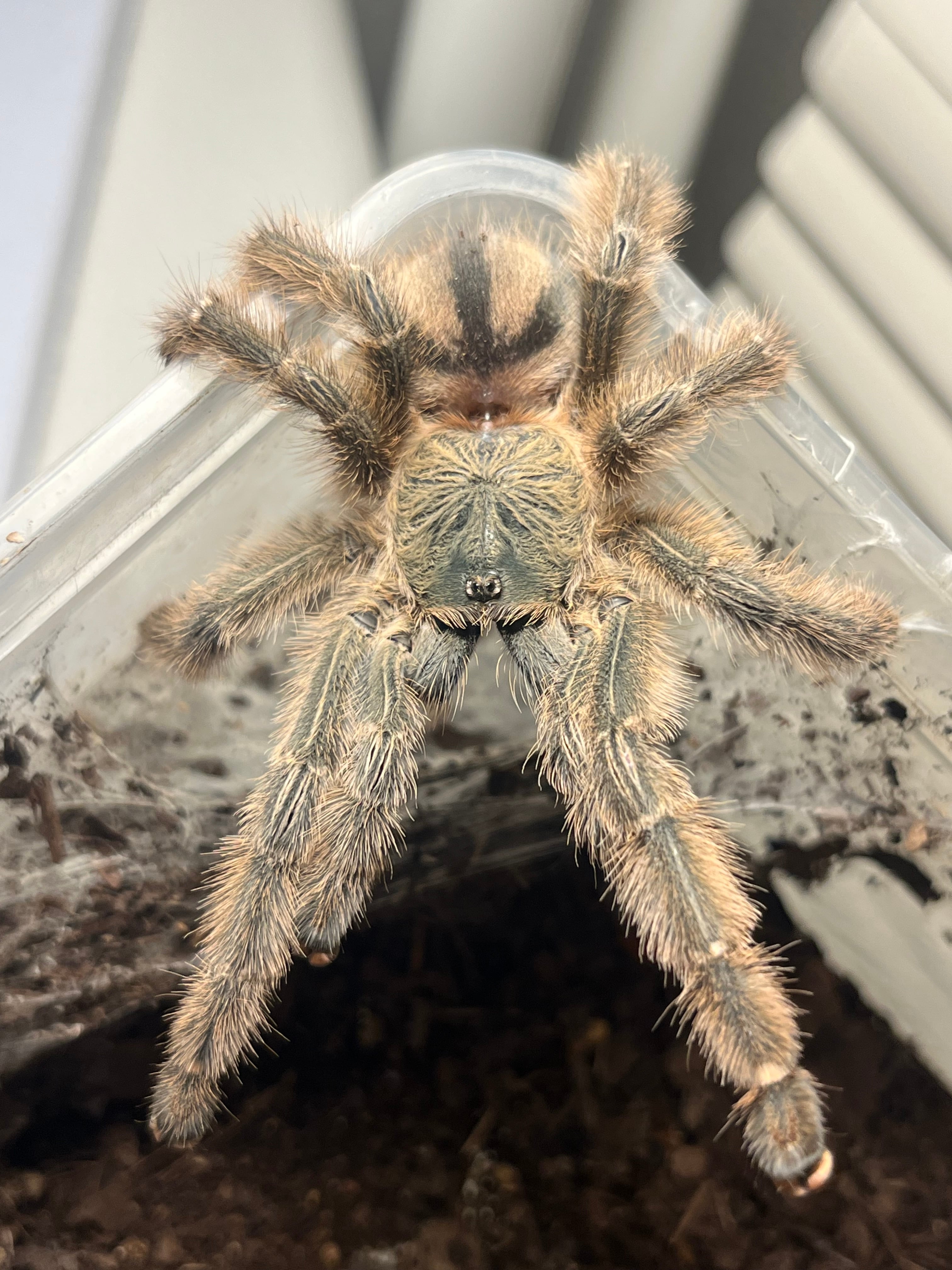 ロスチャイルドトリバネアゲハ♂標本 蝶 メガネトリバネアゲハ 外国産