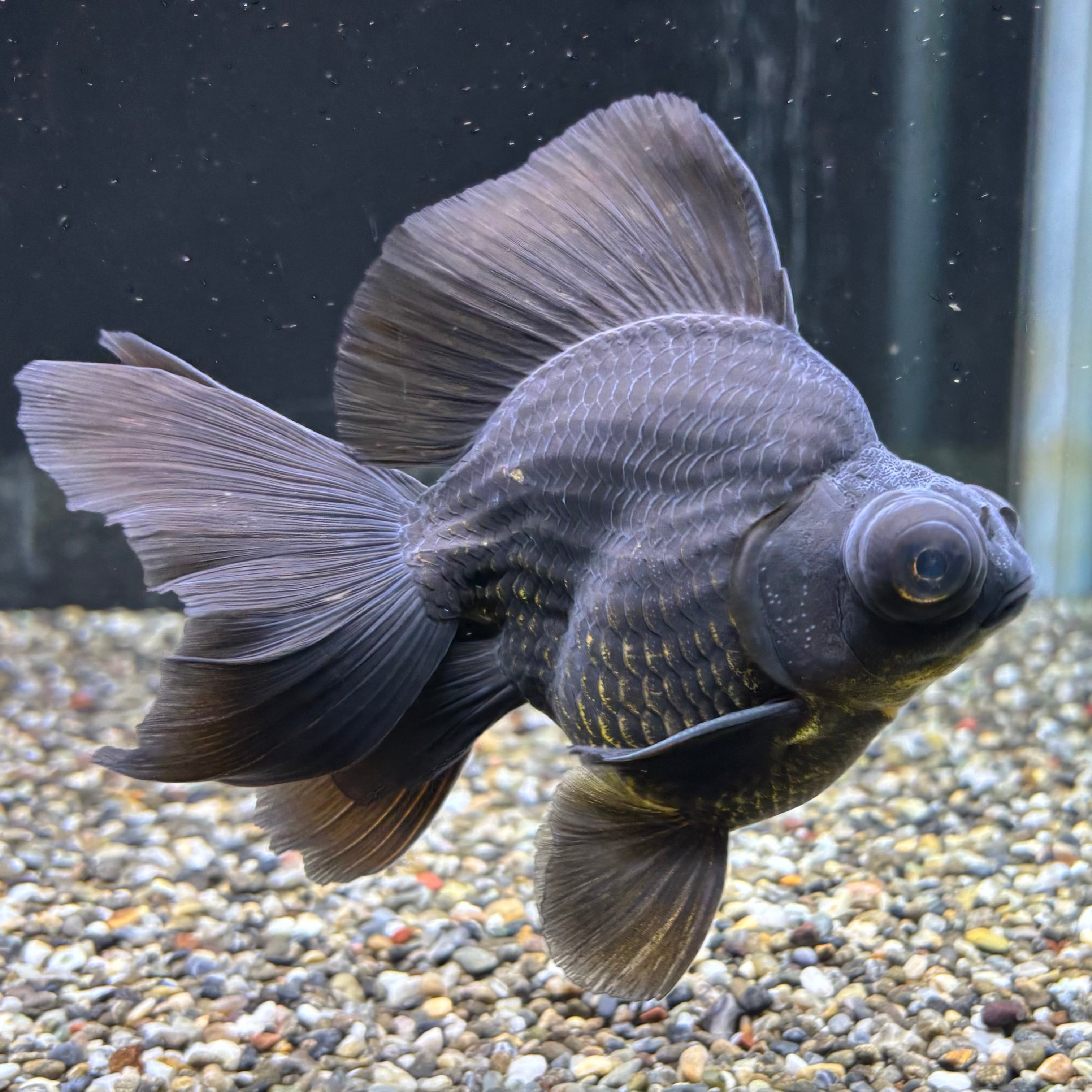 出目金ブロードテール 黒 13cm