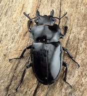 【WD】《ダールマンツヤクワガタ亜種セレベンシス 85mm ペア》