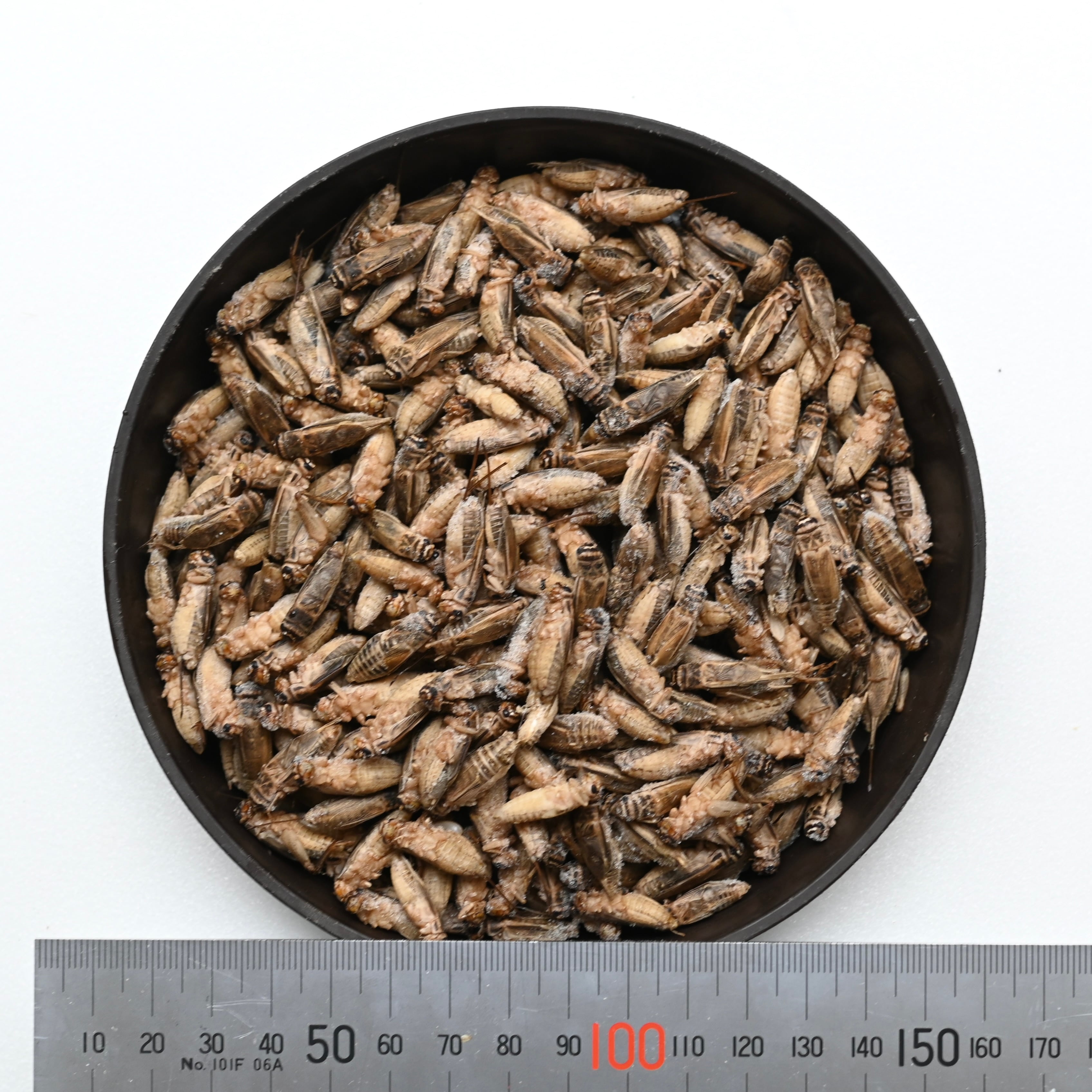 冷凍イエコオロギ】1kg 約2500匹 爬虫類・両生類用品 冷凍コオロギ