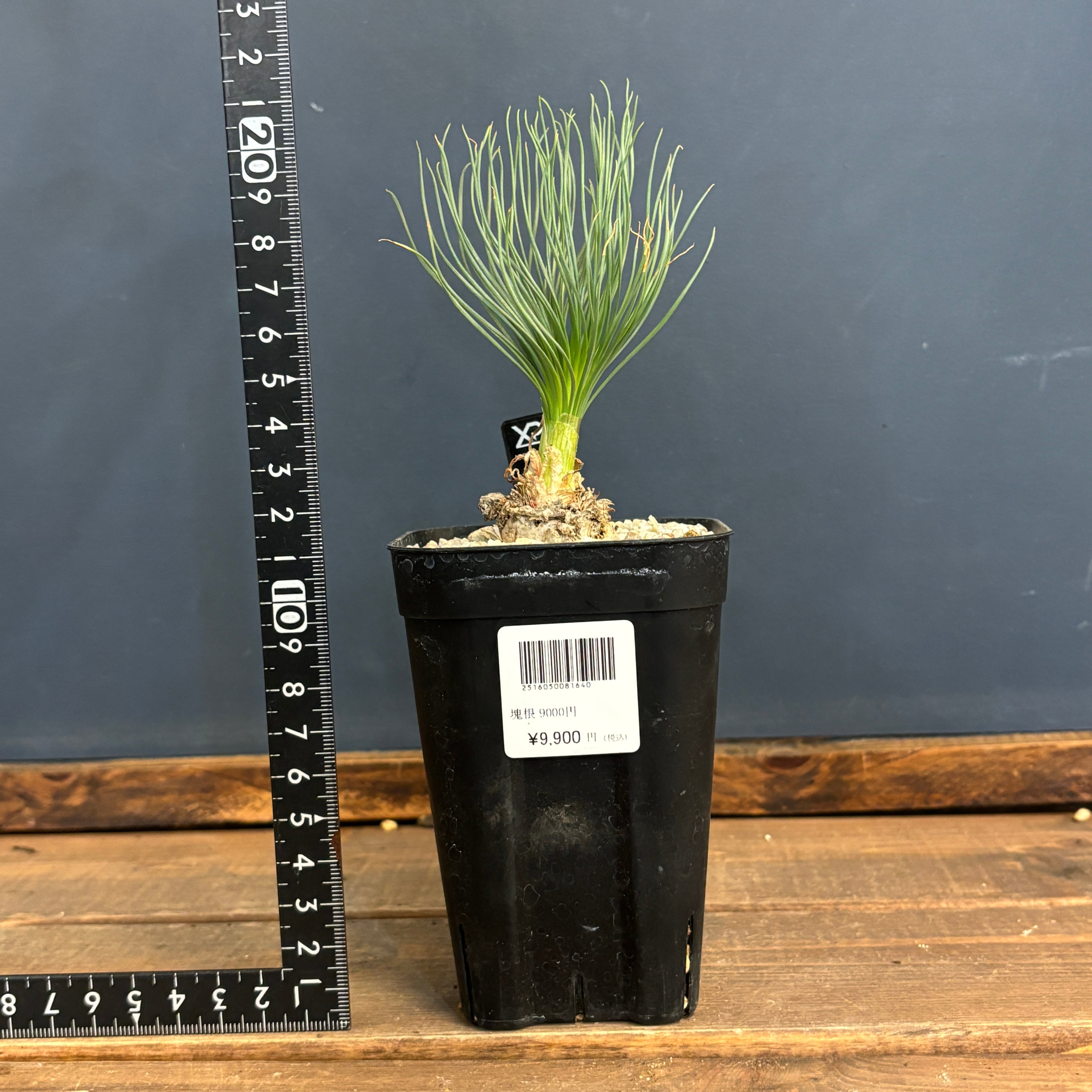 ゲチリス グランディフローラ【733】 | PROTOLEAF プロトリーフ