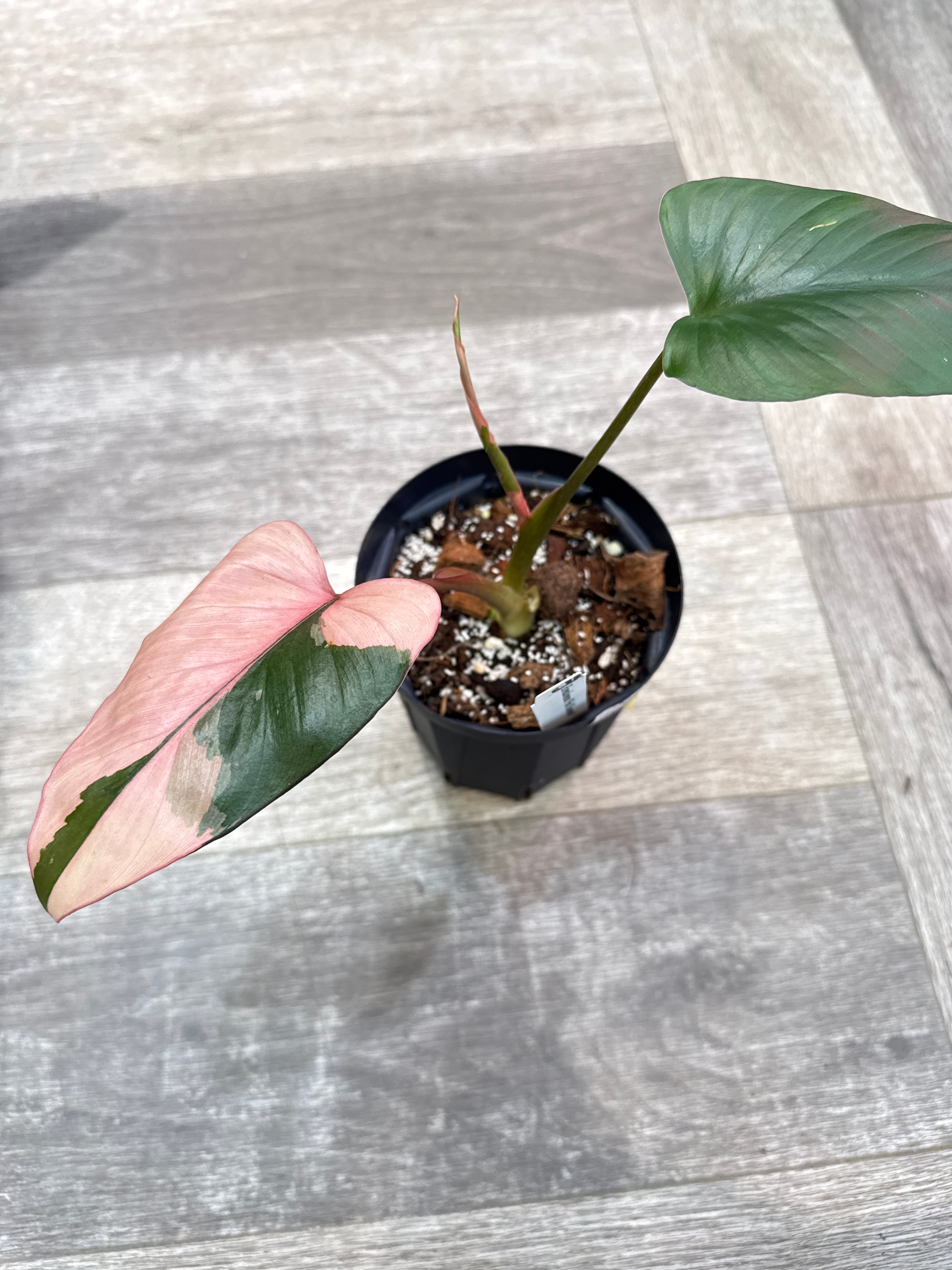 希少］フィロデンドロン 'ホイップルウェイ' | Gardenえん 【観葉熱帯