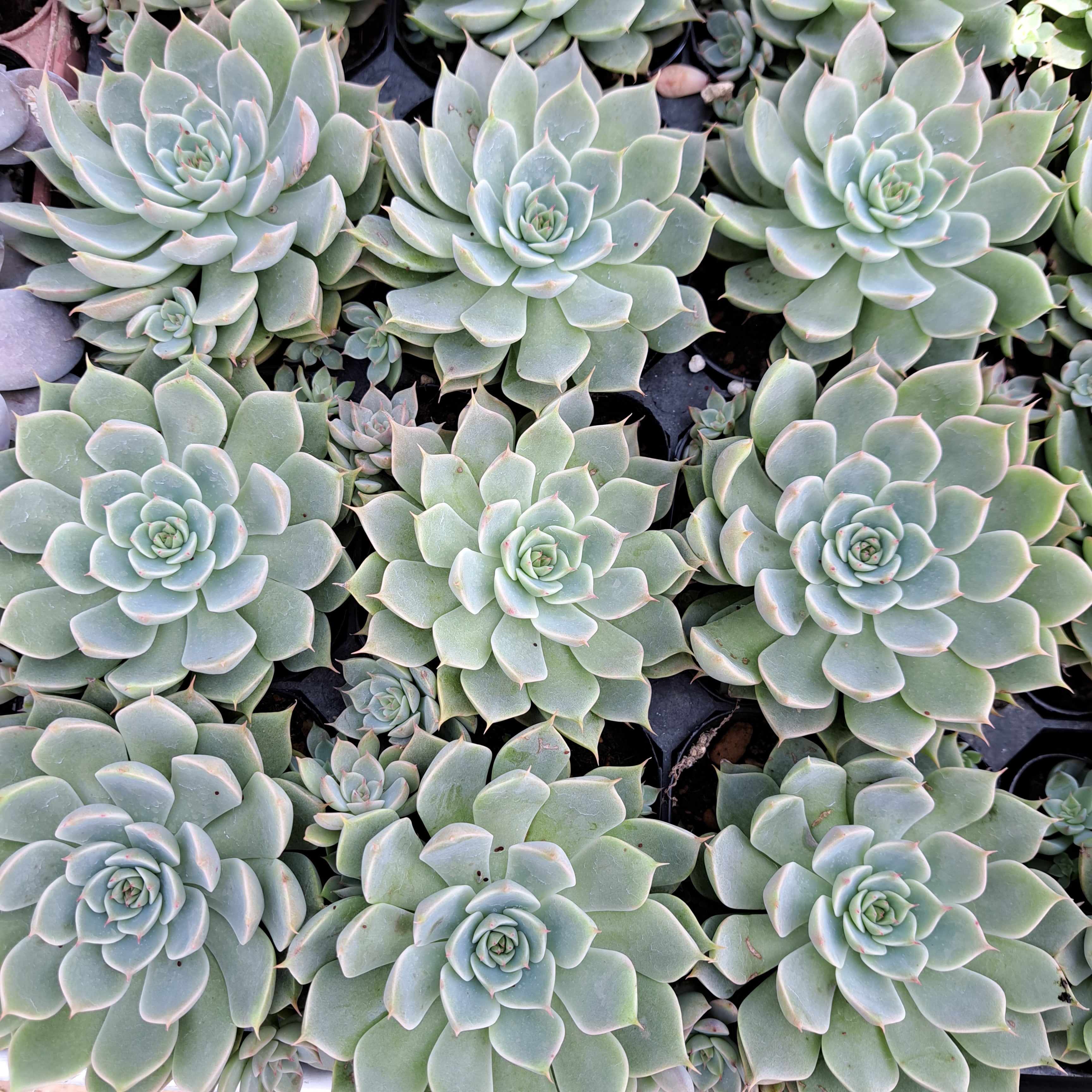 多肉植物 パキフィツム 星美人錦