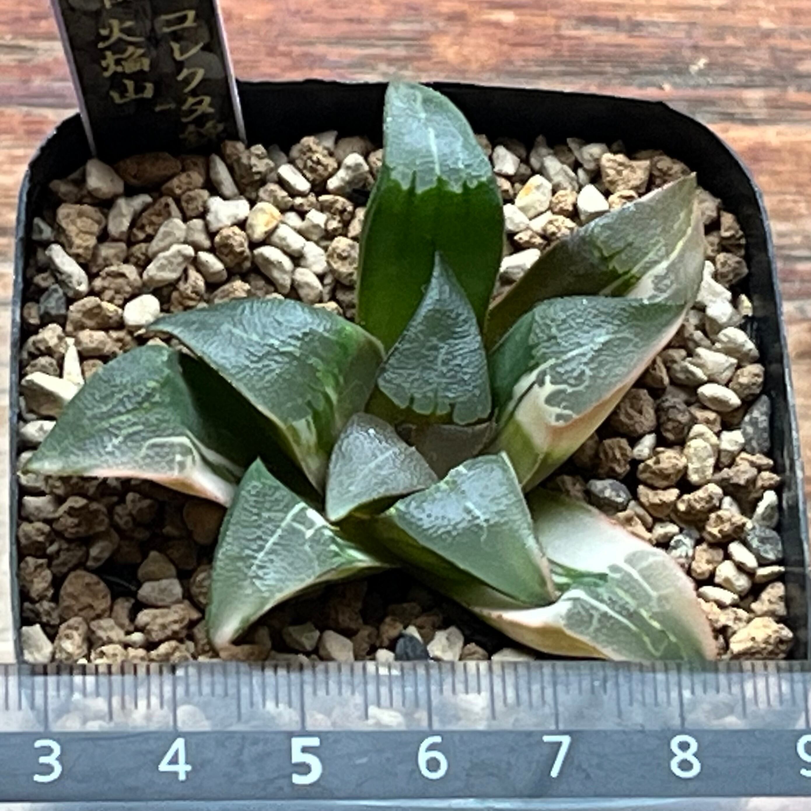 ハオルチア 火焔山 極上斑 ハオルチア コレクタ錦 火焔山 | mocono_plants