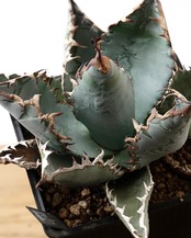 【PREMIUM】 抜き苗 ライオンズメーン Agave titanota 'Lion's Mane'