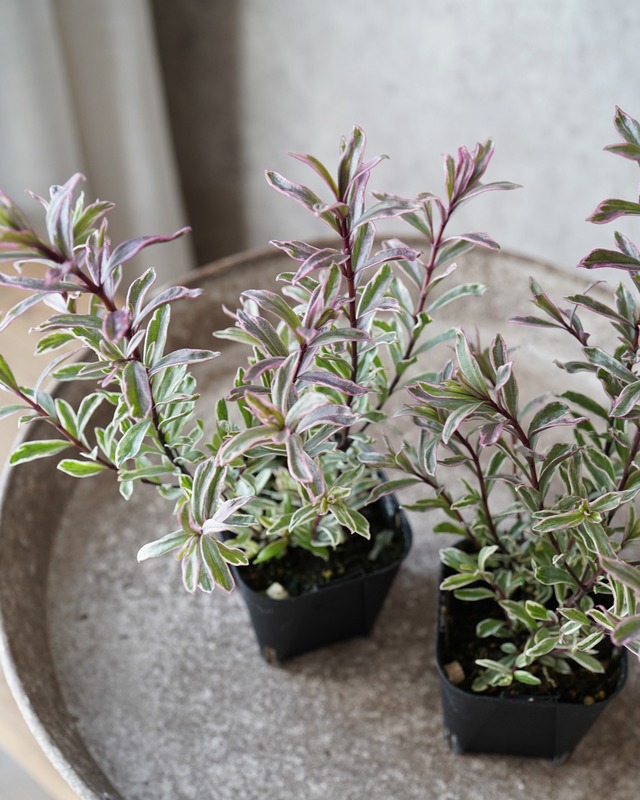 へーべ　アイスイザベラ　３号　