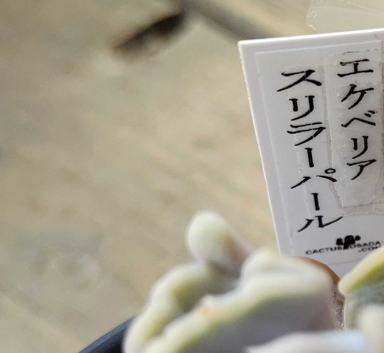 スリラーパール | RuPo 多肉植物専門店