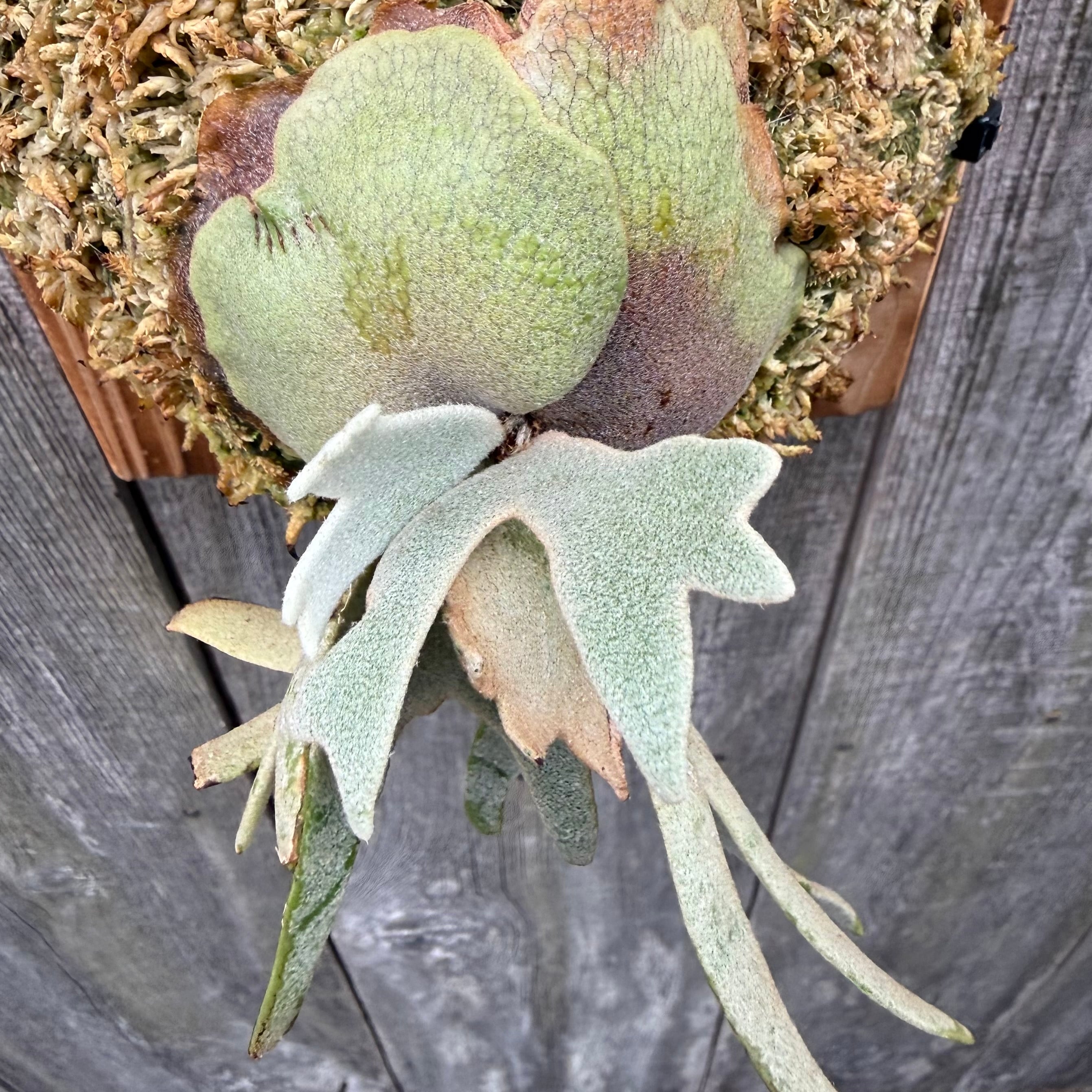 P.willinckii Totoro sporeling | naturefix