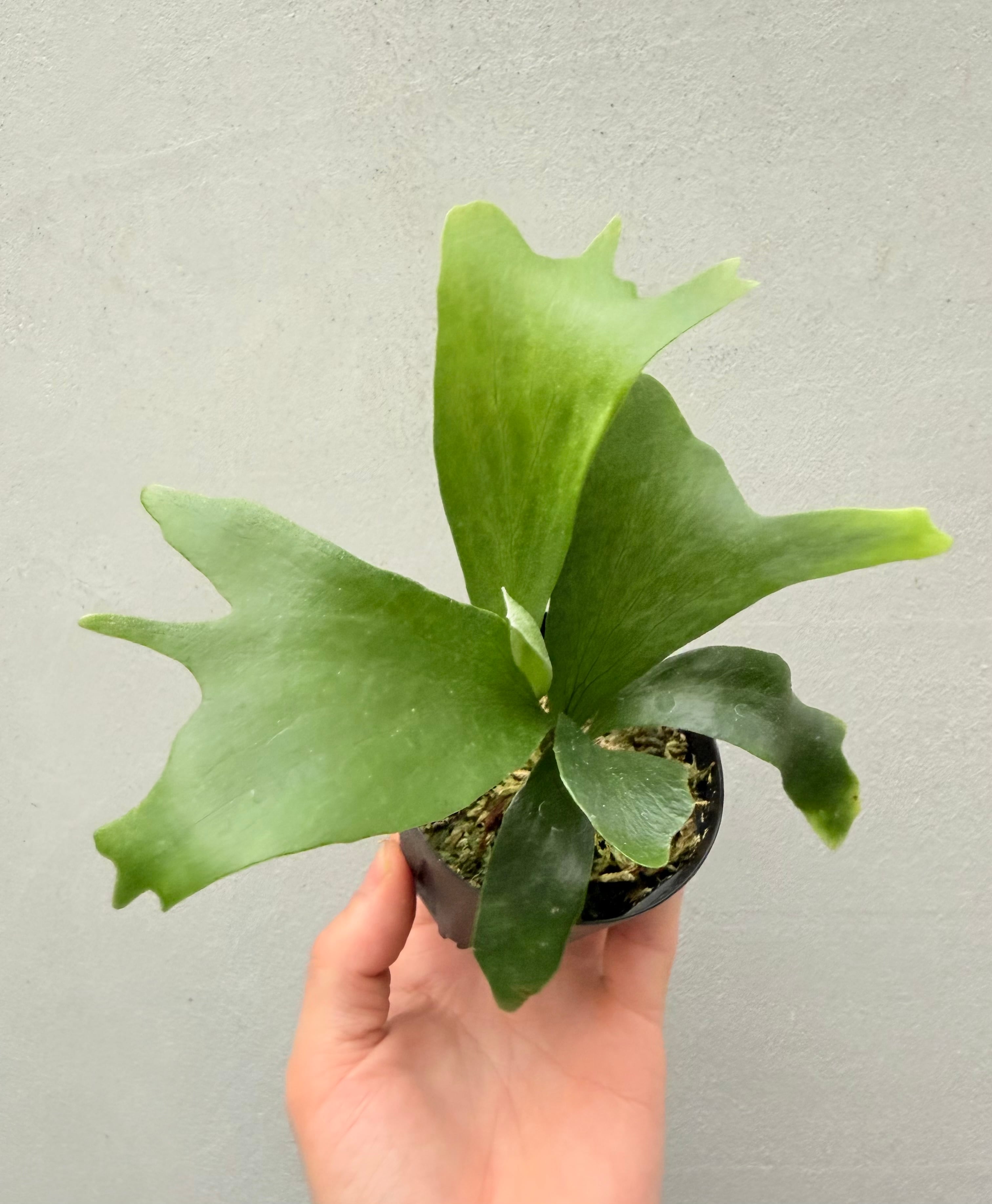 c) P. hillii 'Rod Pattison' (RP) spore grown ①ビカクシダ ヒリー