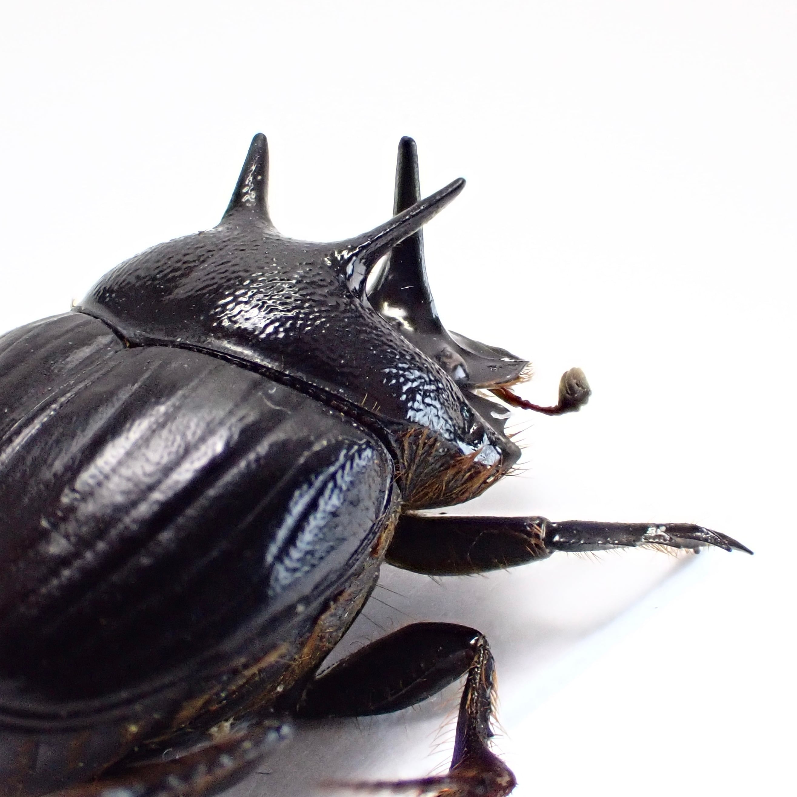 オーストラリア産 Onthophagus ferox ♂ 16mm | 昆虫標本 Diggers