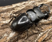 【WD】《パラワンパリーオオクワ 60mmUP ペア》