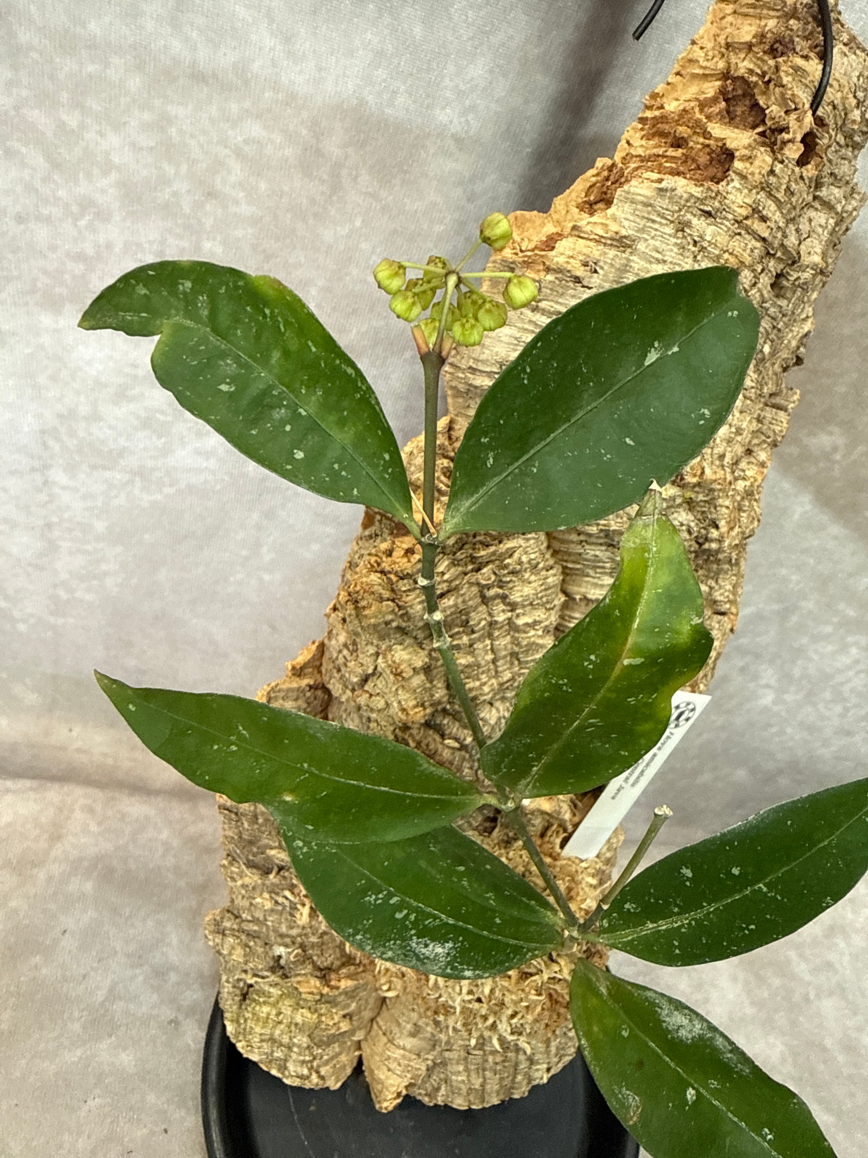 花座あり Hoya amicabilis / ホヤ アミカビリス | Gardenえん 【観葉