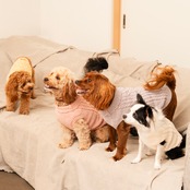 TOREOTTO38 DOG KNITVEST / WHITE