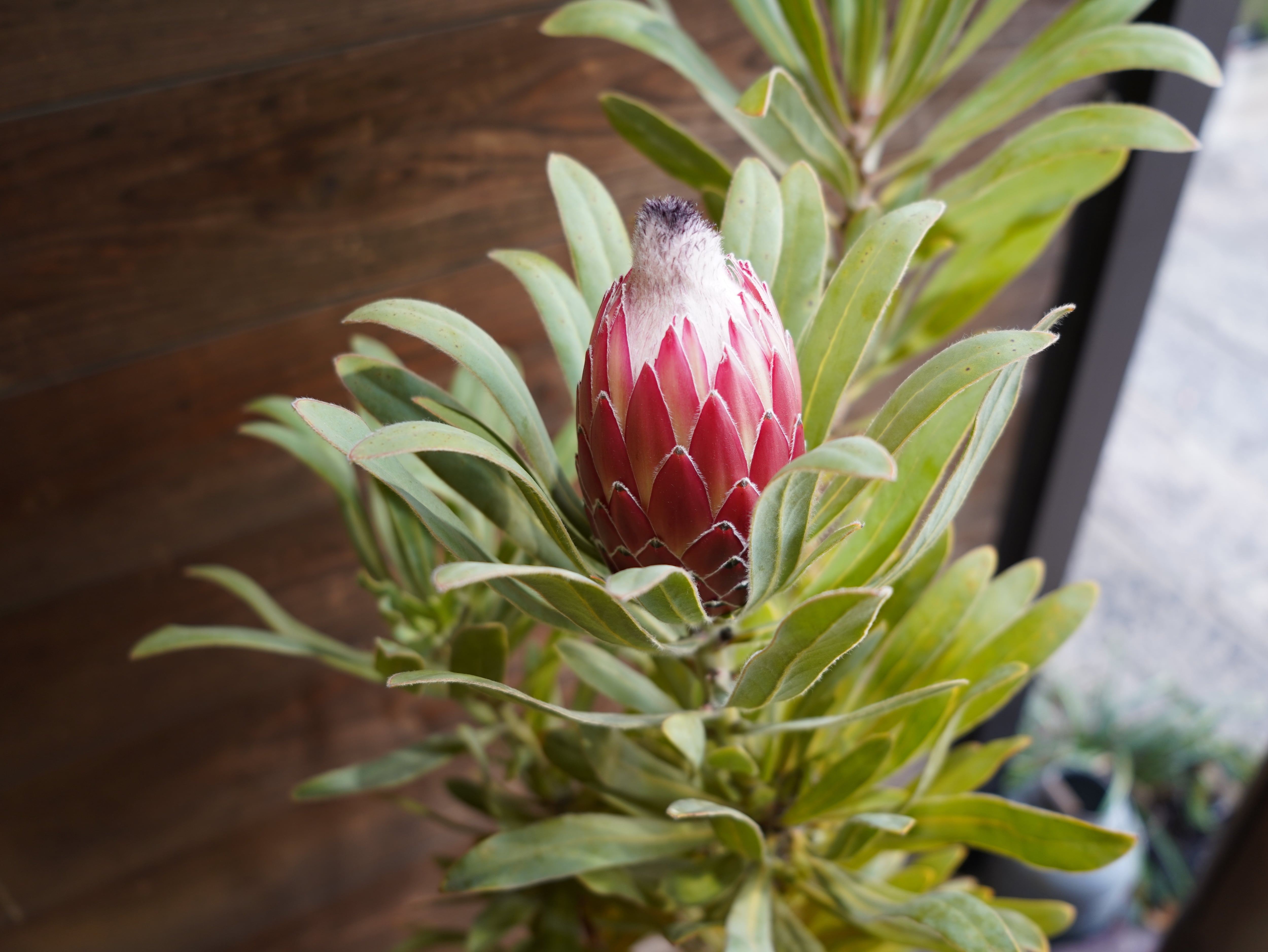 【現物】プロテア　”ポッサムマジック”