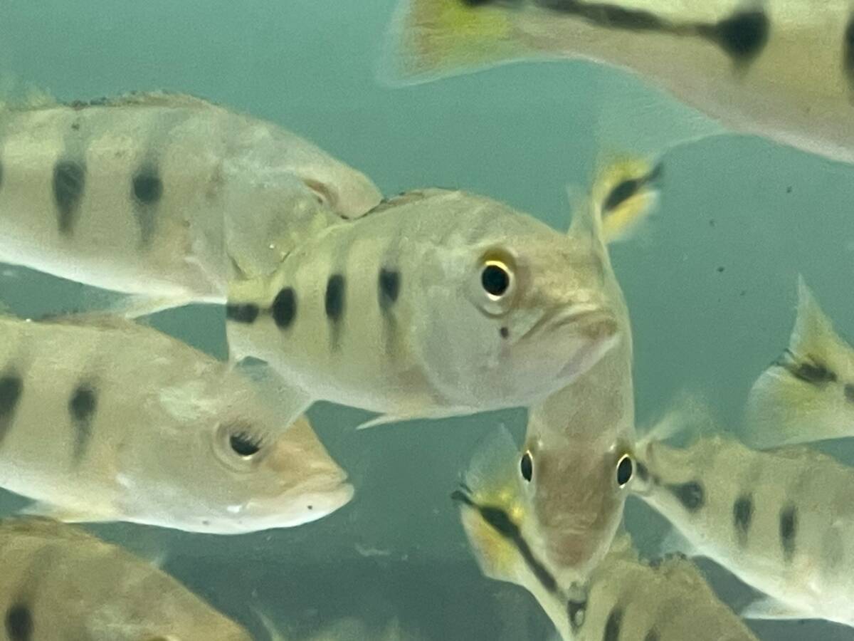 大型魚　キクラピクティ 淡水魚】【通販】キクラ ピクティ(アラグアイアブルー)【1匹 サンプル