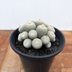 Epithelantha micromeris【エピテランサ・月世界】