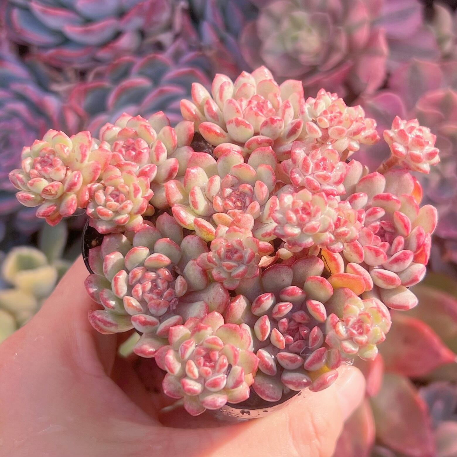 現品　萌豆#275　群生　るる農園