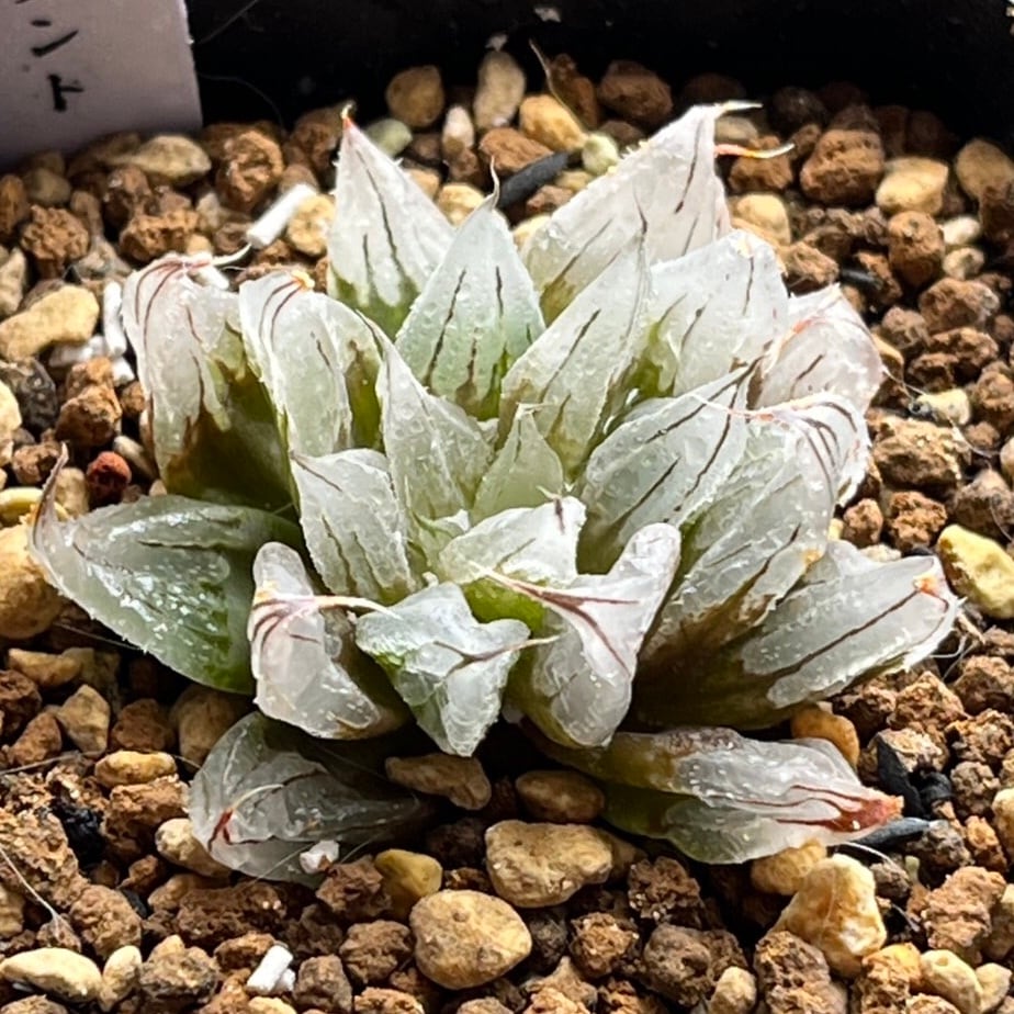 ハオルチア ピグマエアミュータント実生 特異株 | mocono_plants