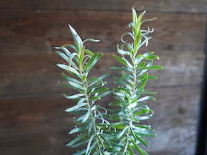 リューカデンドロン ”Gypsy Silver”