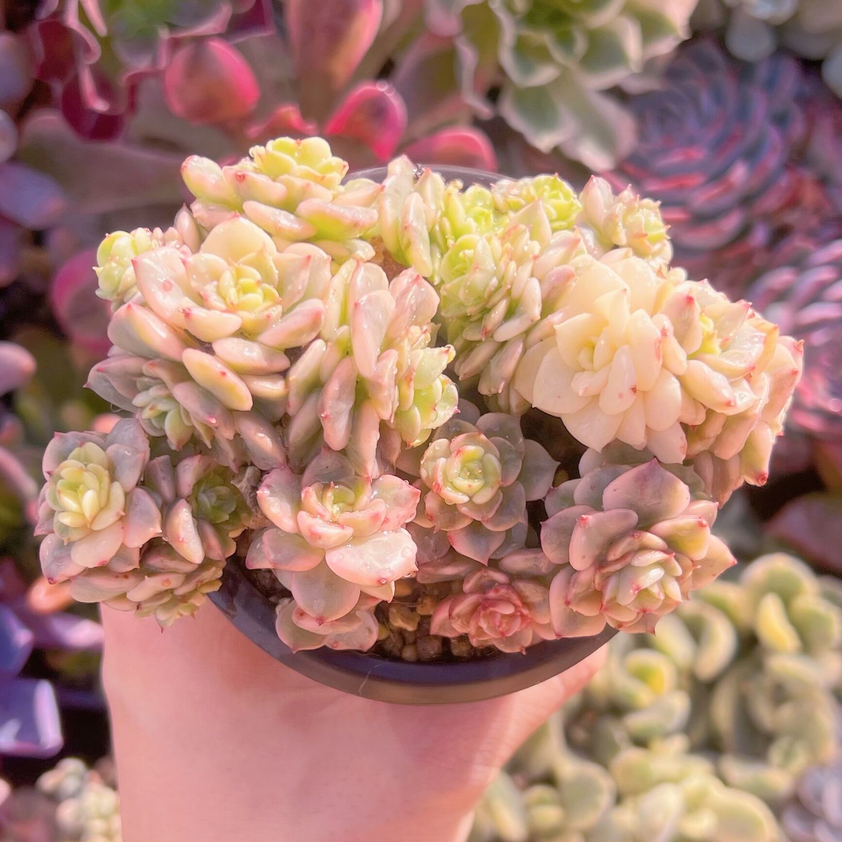 現品　パールミルク#224   るる農園