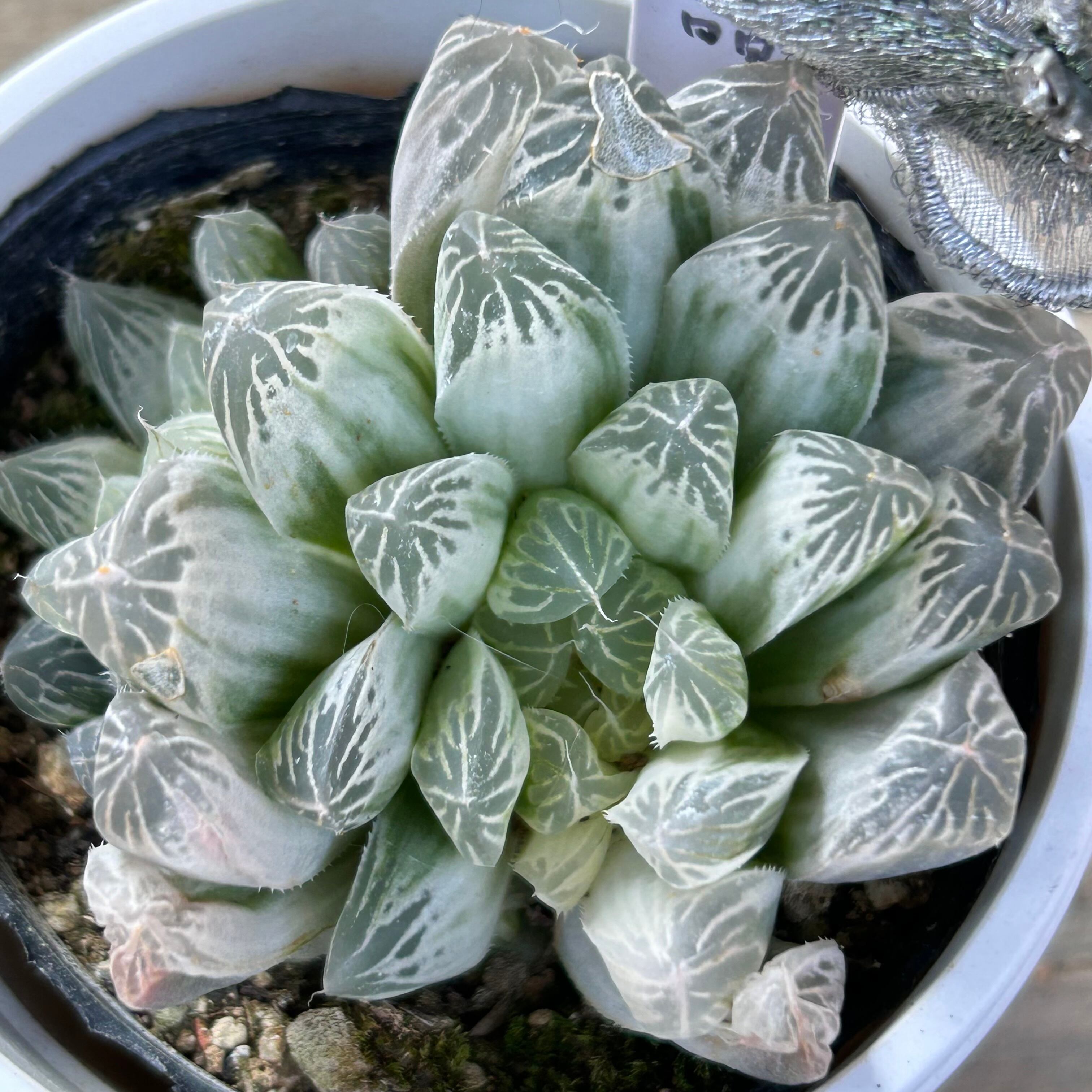 11d ハオルチア 多肉植物 バデイア白鳳錦 自家繁殖 11d ハオルチア