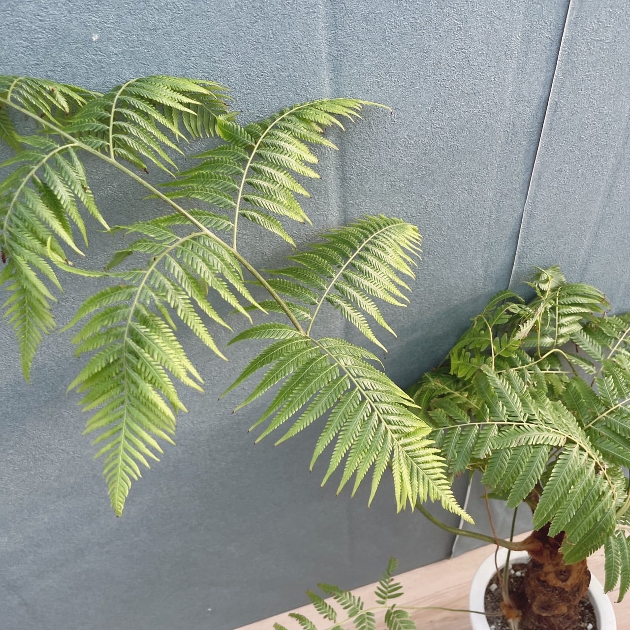現品］【希少】37番 キンモウコウ 7号 観葉植物 レア 室内 希少