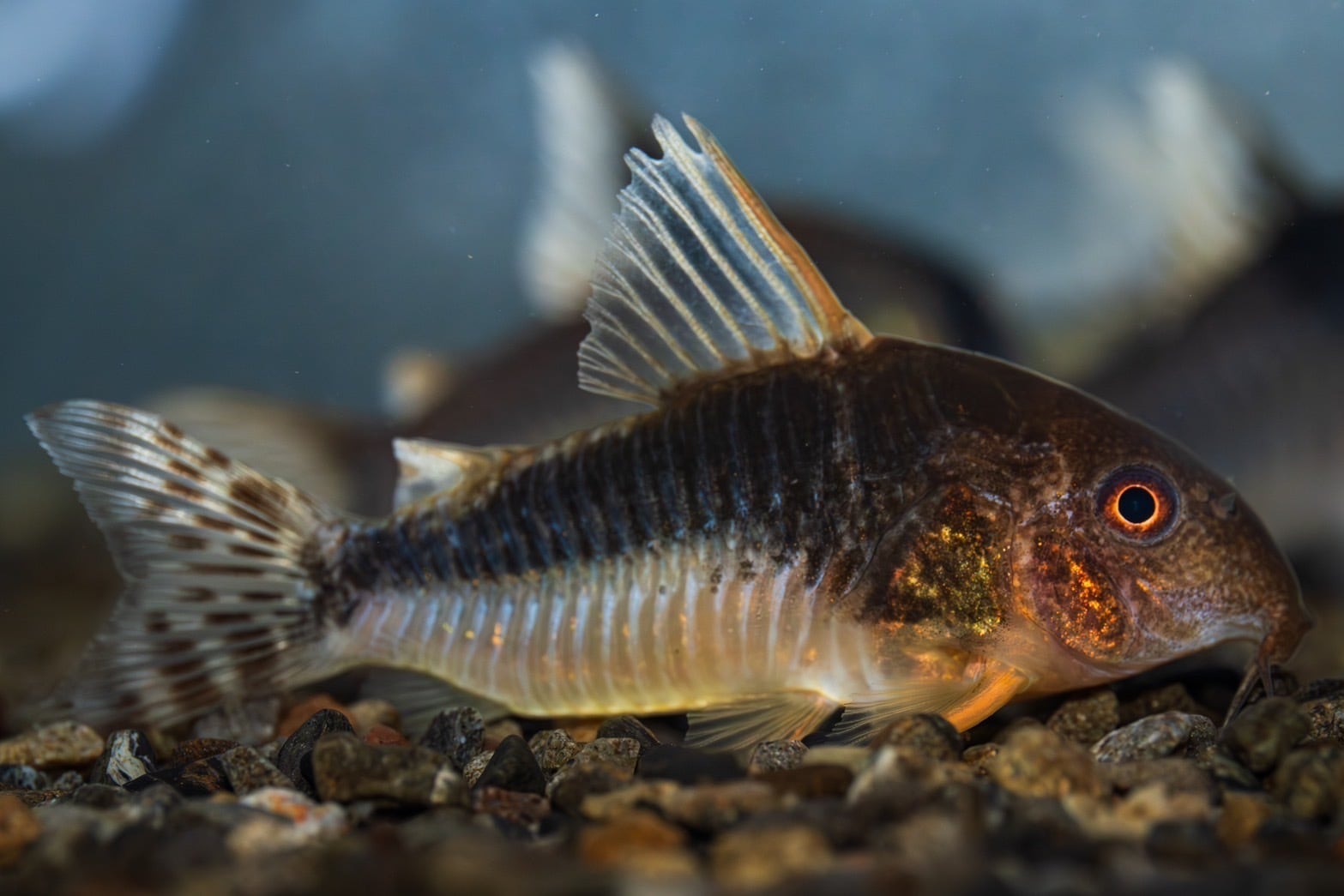 こりどらす コリドラスの世界 | AQUALASSIC