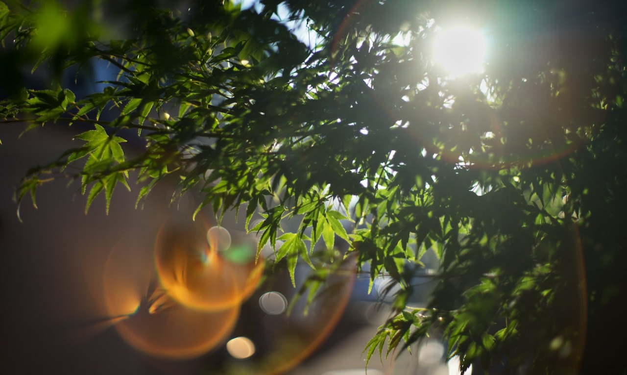 【良品】　Auto Takumar 55mm f1.8トリウム未使用