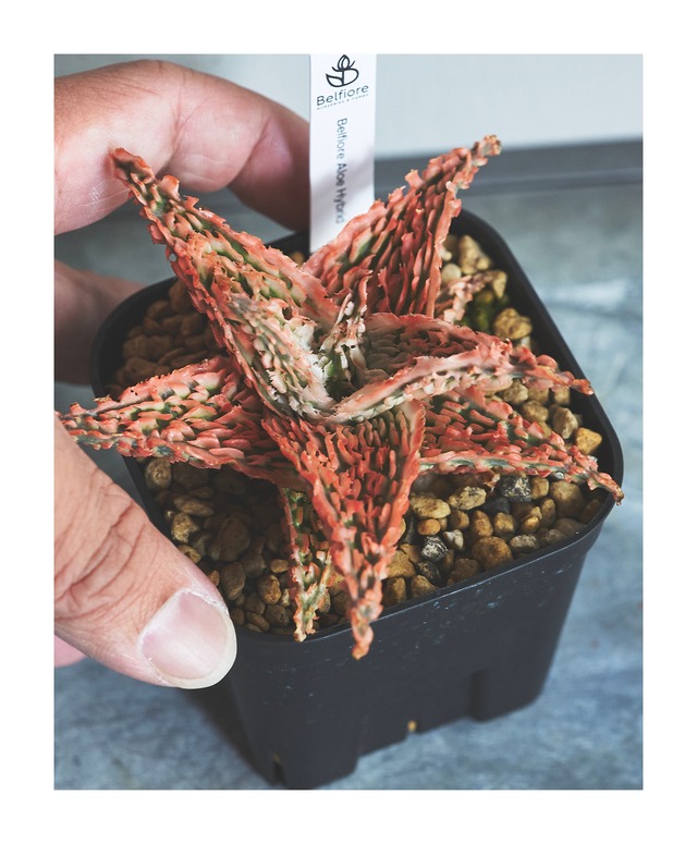 Aloe hybrid アロエ ハイブリッド hy7