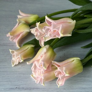 クラウン咲きチューリップ　ユニークな形『クラウンオブダイナスティ』