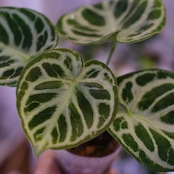 アンスリウム ドラヤキ × シルバーブラッシュ / Anthurium Dorayaki × A. Silver brush⑲/観葉植物