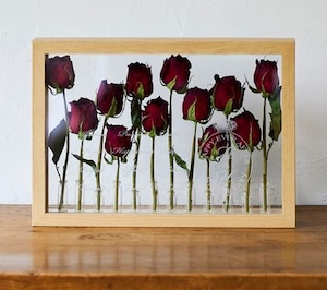 「赤バラDozen rose（12本のバラ）」の標本スタイル　『受注商品・ドライフラワー』　【送料無料】