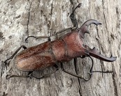 【WD】《スズムラホソアカ ロハス産 33mm ペア》