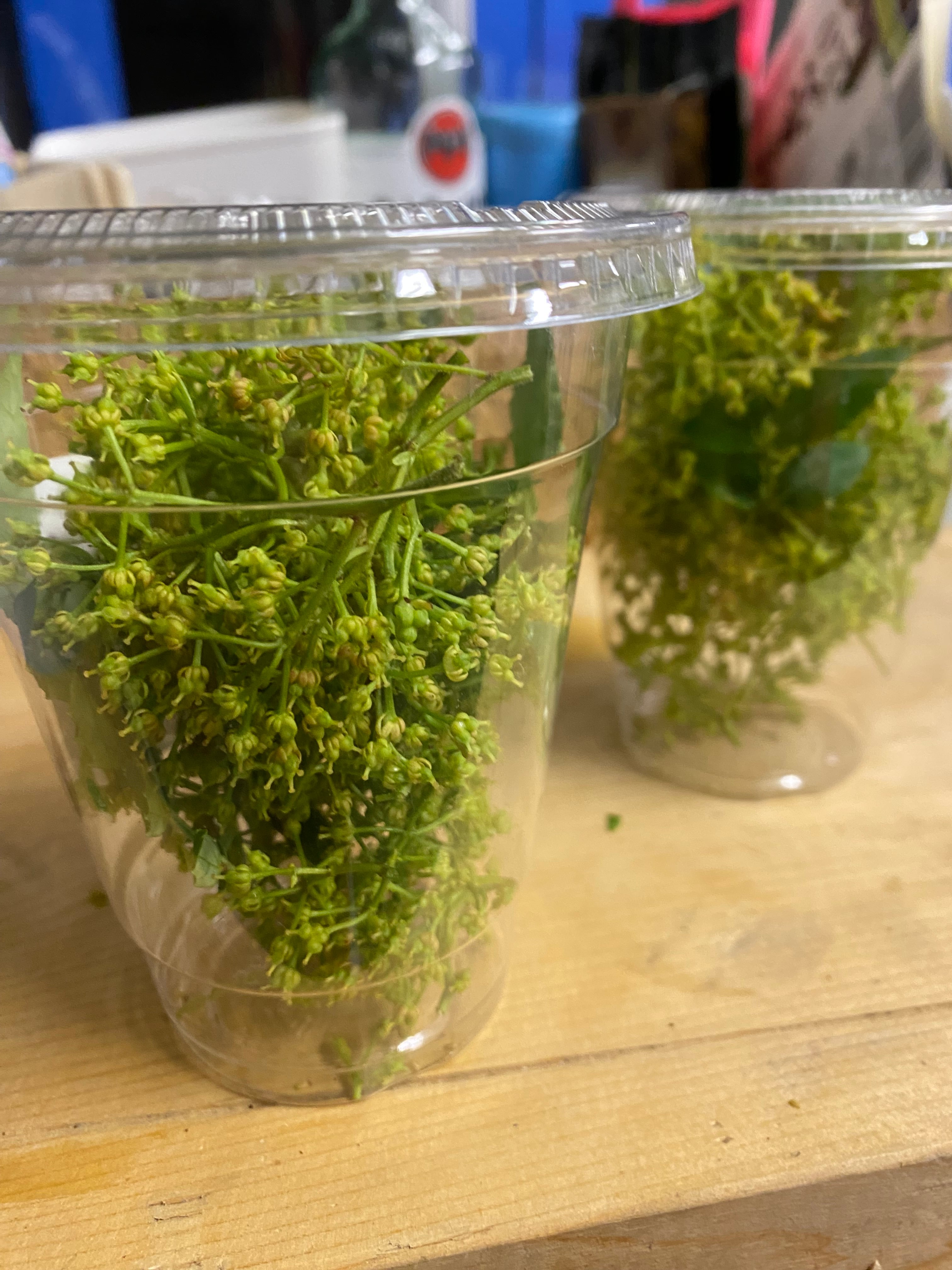 青森県産 山椒100g 6月限定 青森産 実山椒（生） 100g | カシスといちじく田中農園
