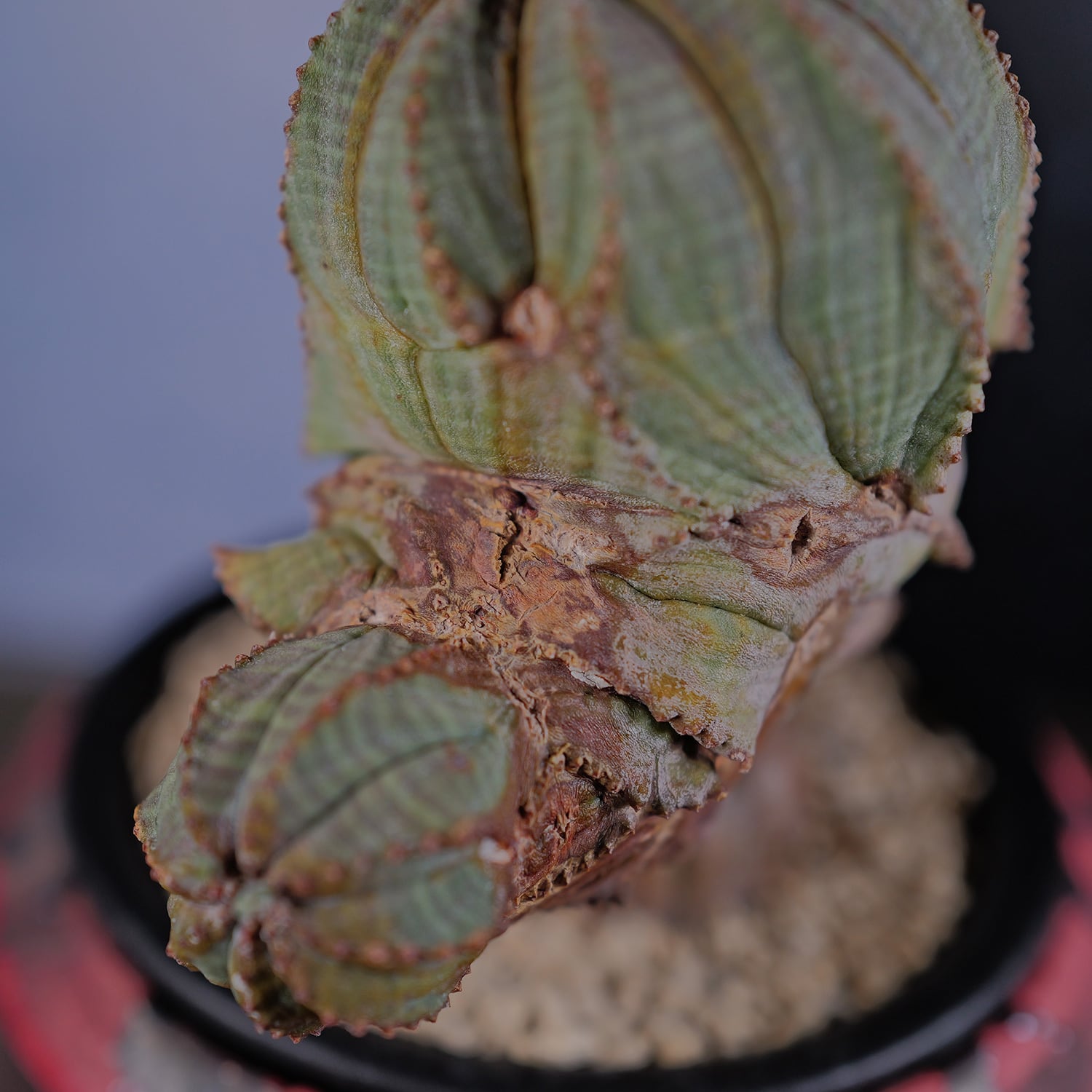 オス株【超厳選株】異型 大株 最大幅約12cm トリプルヘッド 綴化