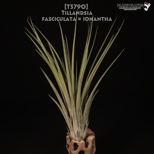 【送料無料】fasciculata × ionantha〔エアプランツ〕現品発送T3790