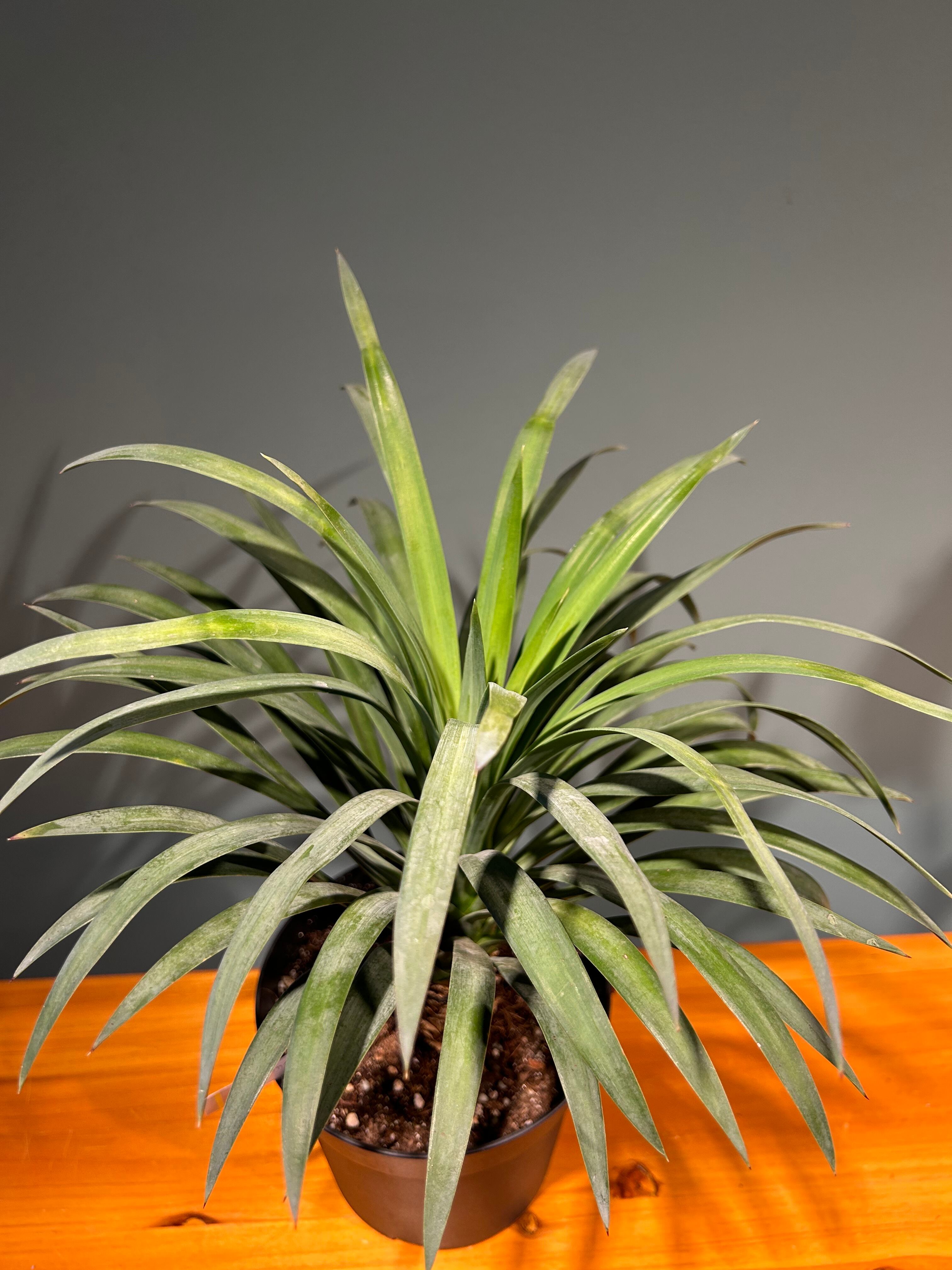 ユッカ・ディスメチアーナ　no5 ユッカ デスメティアーナ5号 | 植物との暮らし apricot