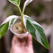 Banana Musa Ae Ae⑧ / ムサ アエアエ (斑入バナナ)│観葉植物