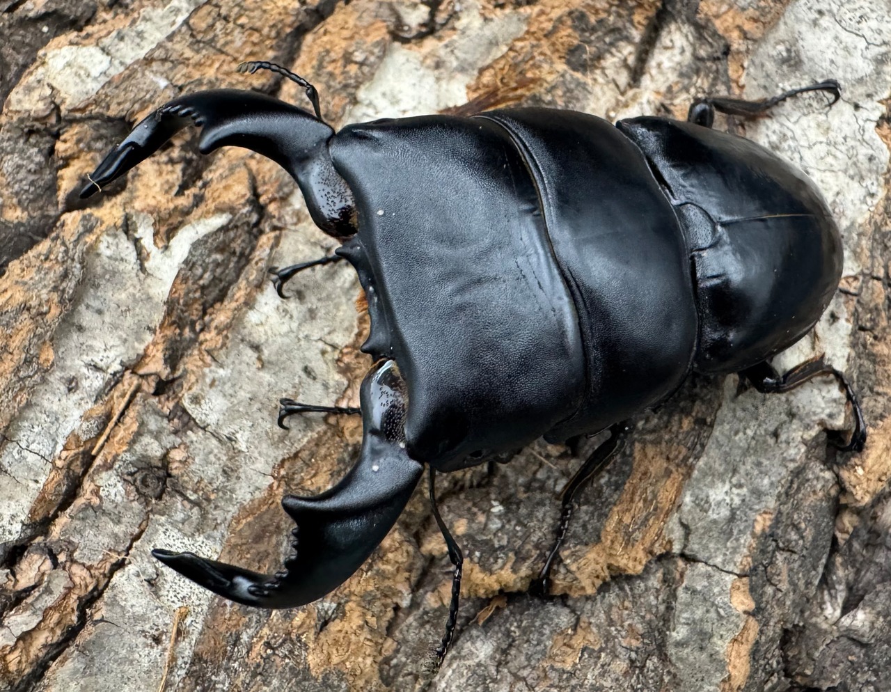 【WD】《ダイオウヒラタ 東ジャワ産 81mm ペア》