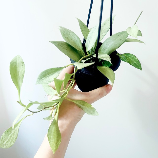 《希少》ホヤ・ニューギニアゴースト 観葉植物 calm cafe