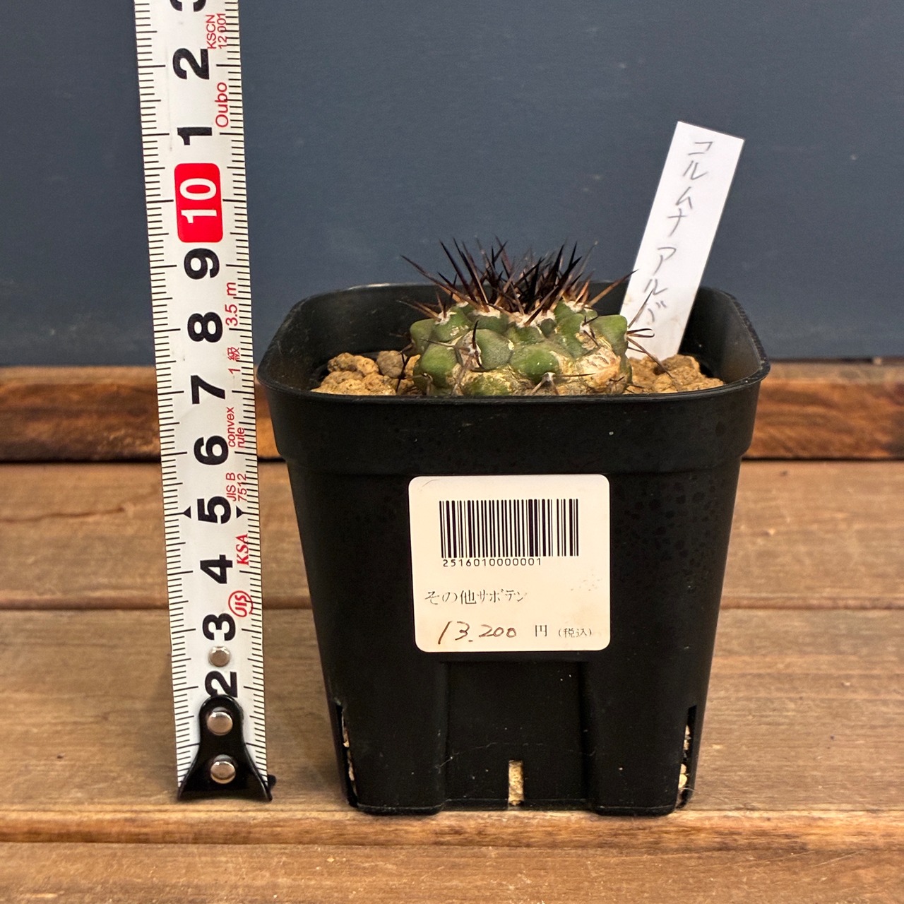 【Copiapoa】サボテン　コピアポア　コルムナアルバ　孤竜丸 実生【329】【再撮影】