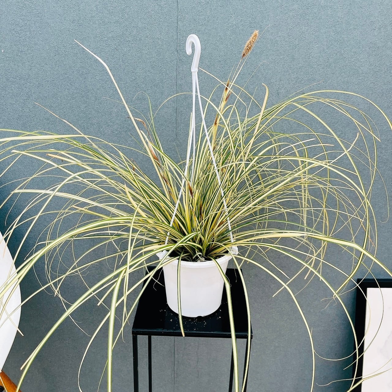 現品］32番 カレックス エバーゴールド 5号 観葉植物 吊り下げ