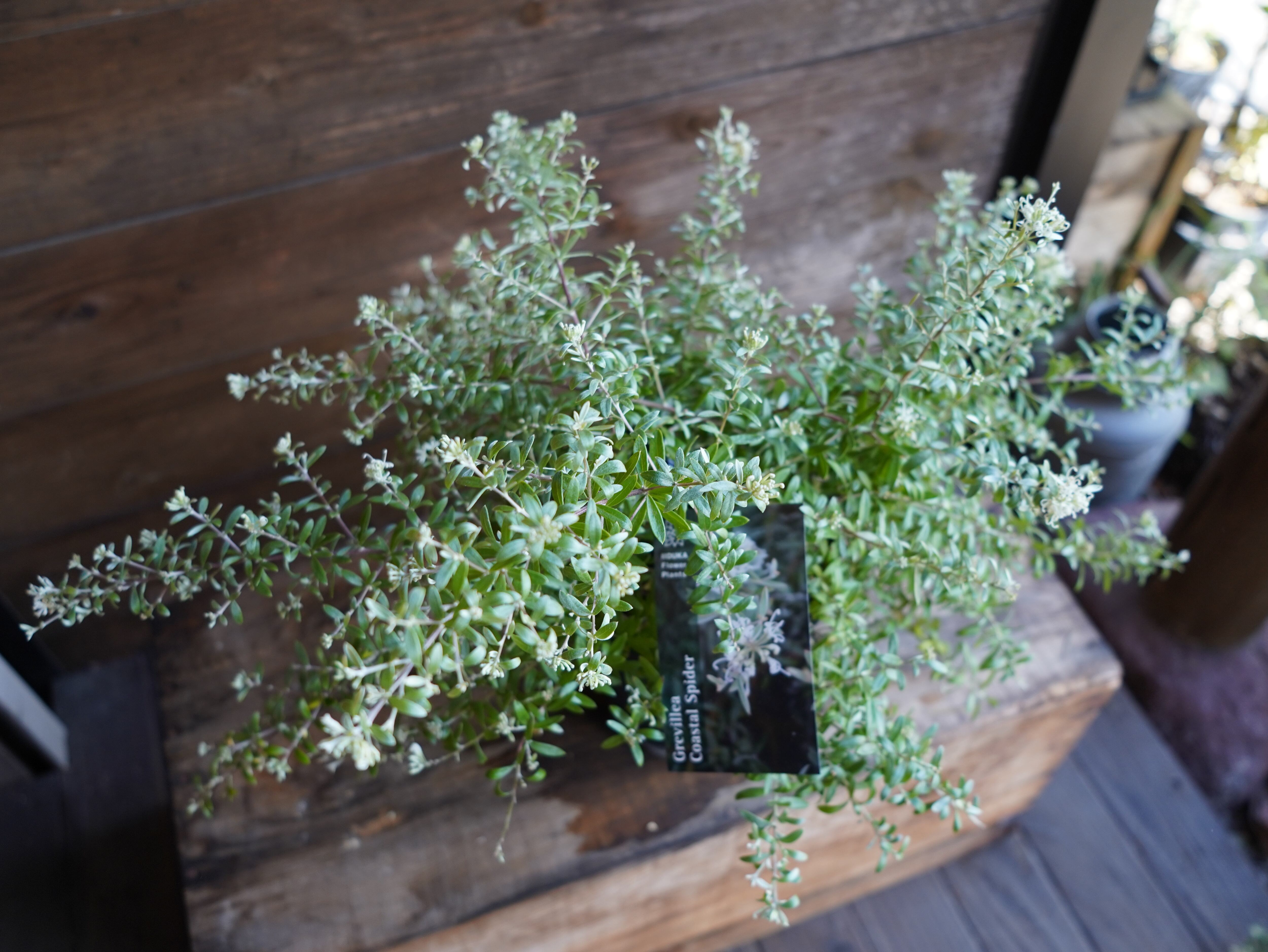 【現物】グレビレア ”コースタルスパイダー” B