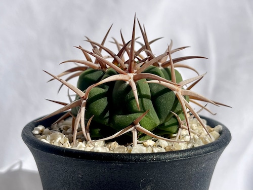 Gymnocalycium mostii ssp. ferocior　ギムノカリキュウム　フェロシオール　サボテン