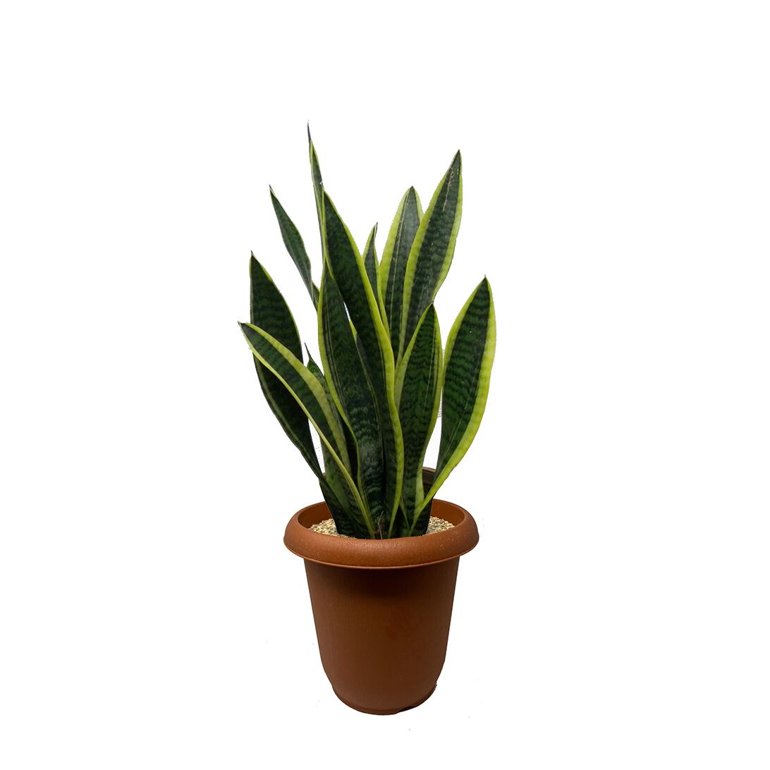 a0870_Dyckia jonesiana：ディッキア・ジョネシアナ（ヨネシアナ