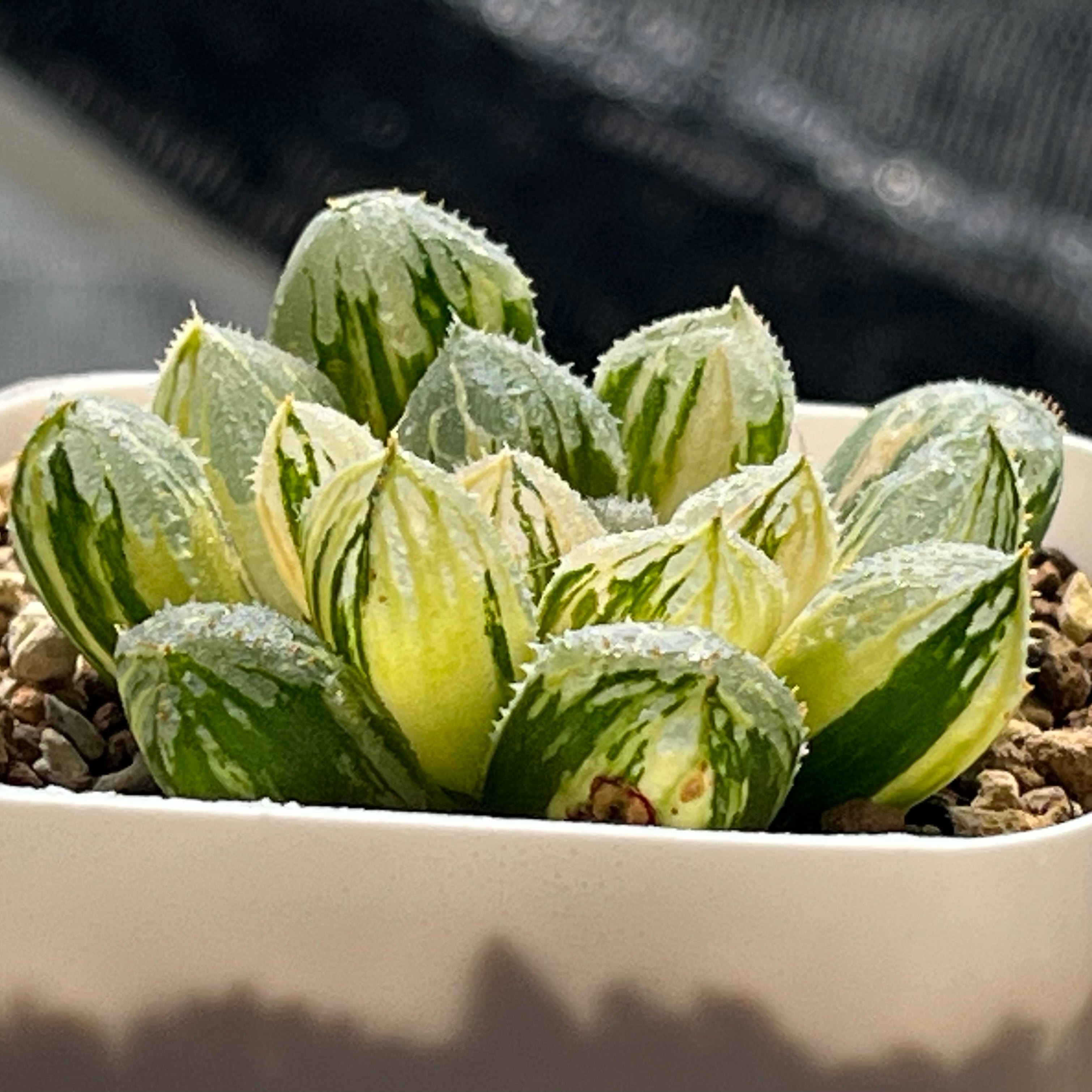 ハオルチア オブツーサ錦 天狼星 | mocono_plants