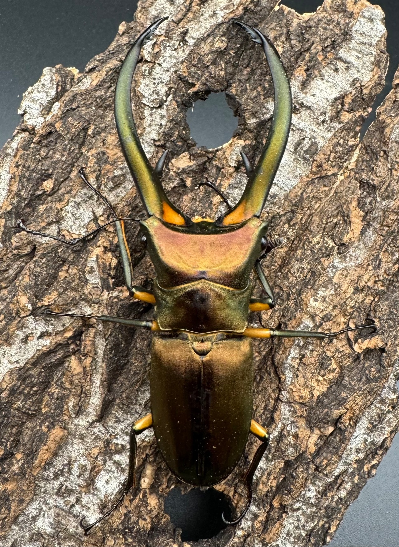 【WD】《エラフスホソアカクワガタ 94mm ペア》